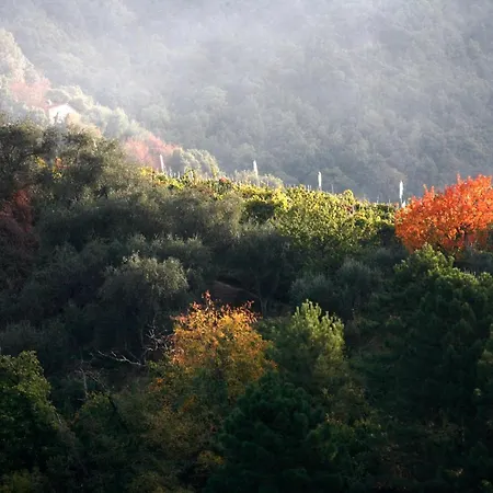 Guest house Il Gelsomino *
